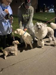 Found/Stray Unknown Dog last seen Greenbank road, Ottawa, ON 