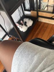 Lost Male Cat last seen Last seen around 4th st N, Minneapolis, MN 55411