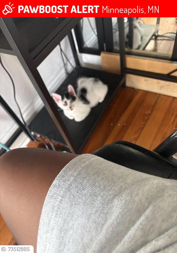 Lost Male Cat last seen Last seen around 4th st N, Minneapolis, MN 55411