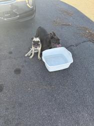 Reunited Female Dog last seen Walnut, La Puente, CA 91744