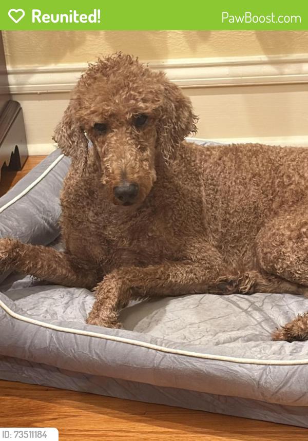 Reunited Female Dog last seen Coffee Pot and 21st Ave NE, St. Petersburg, FL 33704