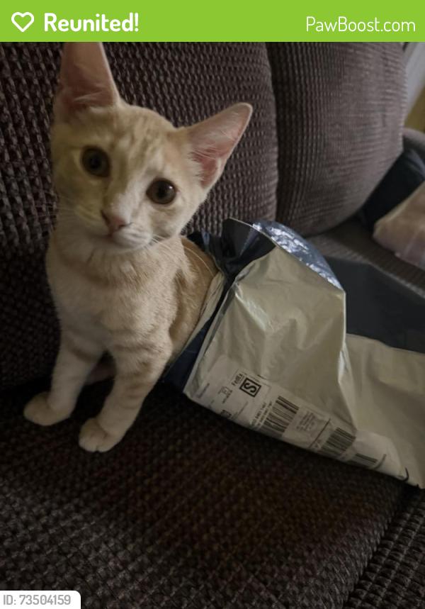 Reunited Male Cat last seen ralph russel park, Ocala, FL 34472