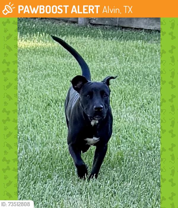 Found/Stray Female Dog last seen County rd 541, Alvin, TX 77511