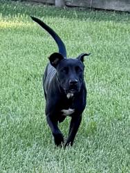 Found/Stray Female Dog last seen County rd 541, Alvin, TX 77511