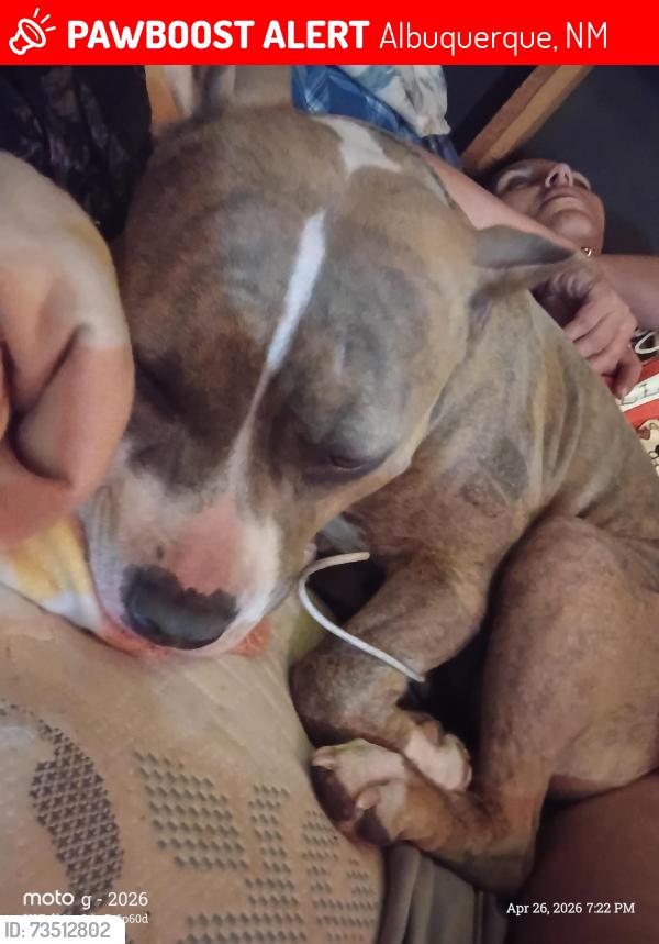Lost Female Dog last seen Jack in the box on menaul and Pennsylvania, Albuquerque, NM 87110