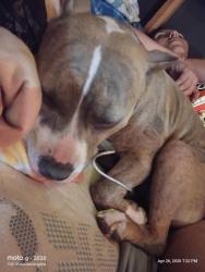 Lost Female Dog last seen Jack in the box on menaul and Pennsylvania, Albuquerque, NM 87110