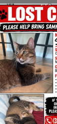 Lost Male Cat last seen Lakeview subdivision, Killeen, TX 76543