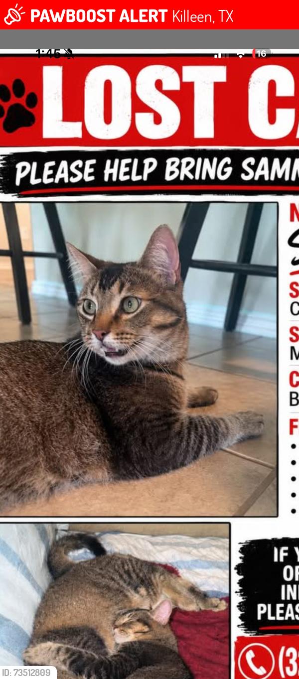 Lost Male Cat last seen Lakeview subdivision, Killeen, TX 76543