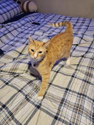 Lost Male Cat last seen FM 1484 & Willis Waukegan by Shell station, Conroe, TX 77303