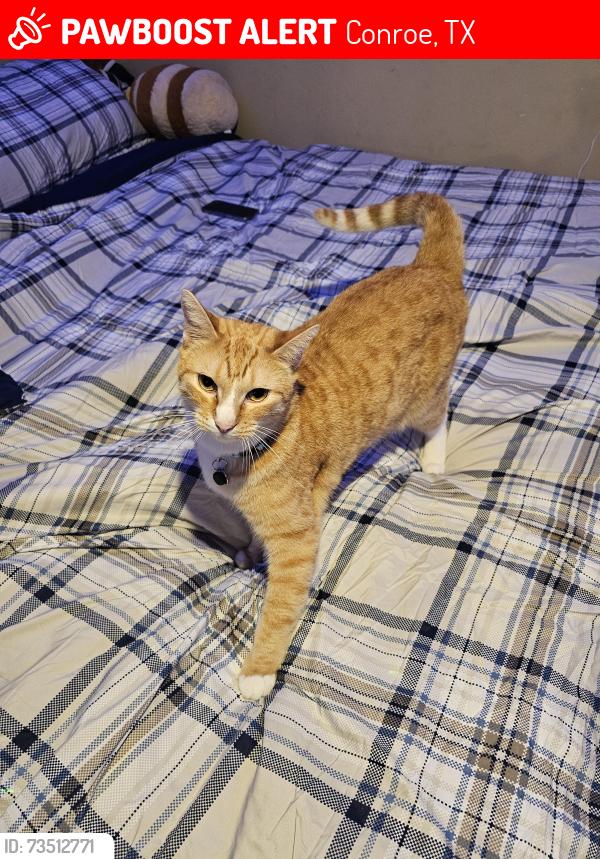 Lost Male Cat last seen FM 1484 & Willis Waukegan by Shell station, Conroe, TX 77303