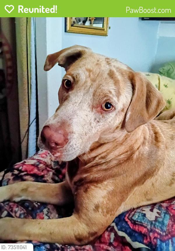Reunited Female Dog last seen Joel Johnson, Lillington, NC 27546