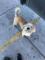 Reunited Male Dog last seen 35th Ave & Washington, Phoenix, AZ 85009