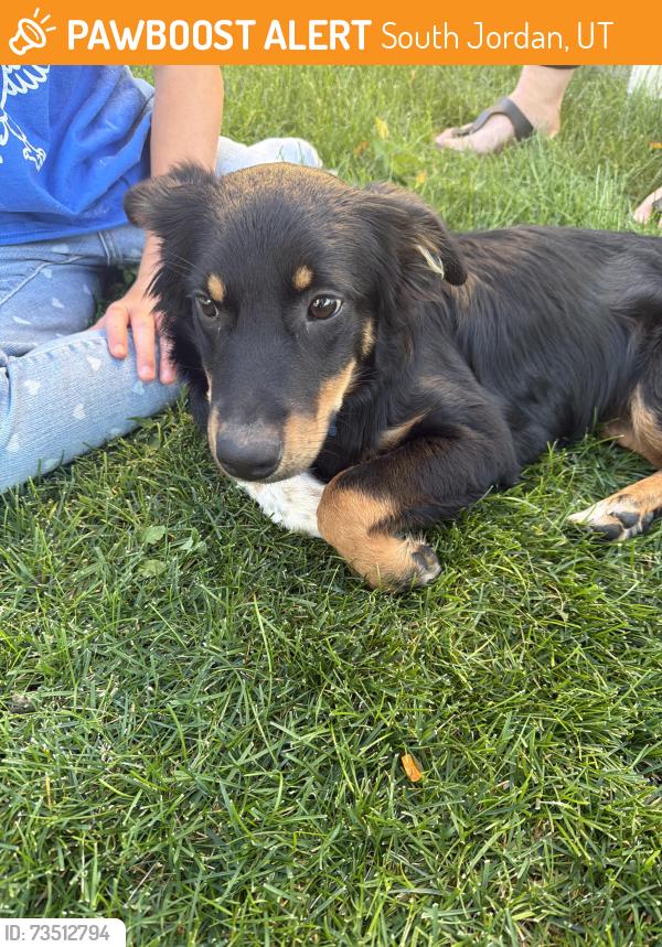 Found/Stray Female Dog last seen Near South Jordan gateway, South Jordan, UT 84095