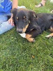 Found/Stray Female Dog last seen Near South Jordan gateway, South Jordan, UT 84095