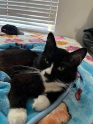 Reunited Male Cat last seen Near w vineyard ave, Oxnard, CA 93036