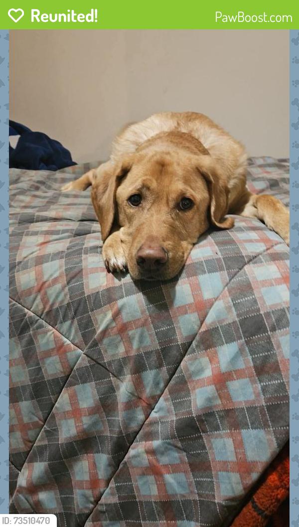 Reunited Male Dog last seen Kipps Lane and Adelaide Street Nirth, London, ON N5Y 4R6