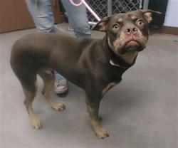 Shelter Stray Male Dog last seen Near BLOCK W FAIRVIEW ST, 2500 S 27th Ave, Phoenix, AZ 85009, USA