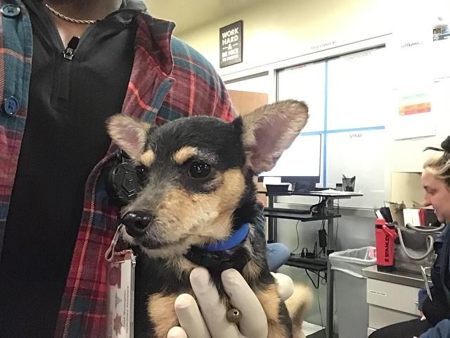 Shelter Stray Male Dog last seen TAHQUITZ/PALM, 581 S Grand Ave, San Jacinto, CA 92582, USA