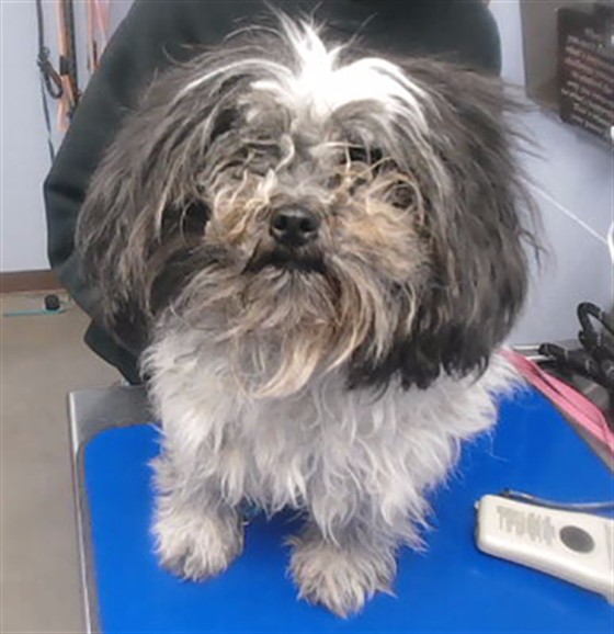 Shelter Stray Female Dog last seen 168TH DR AND GARFIELD ST, 2500 S 27th Ave, Phoenix, AZ 85009, USA