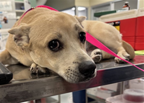 Shelter Stray Male Dog last seen Near BLOCK DOLORES AVE, CABAZON CA 92230, 581 S Grand Ave, San Jacinto, CA 92582, USA