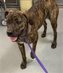 Shelter Stray Female Dog last seen Near BLOCK CA-74, HEMET CA 92544, 581 S Grand Ave, San Jacinto, CA 92582, USA