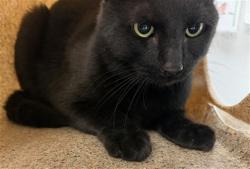 Shelter Stray Unknown Cat last seen Near BLOCK FAIRVIEW DR, BEAUMONT CA 92223, 581 S Grand Ave, San Jacinto, CA 92582, USA