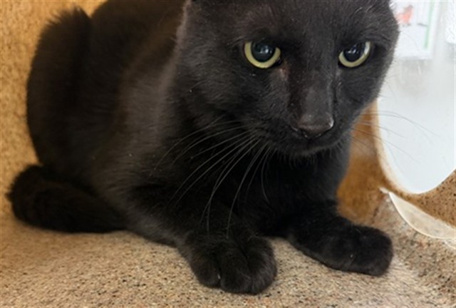 Shelter Stray Unknown Cat last seen Near BLOCK FAIRVIEW DR, BEAUMONT CA 92223, 581 S Grand Ave, San Jacinto, CA 92582, USA
