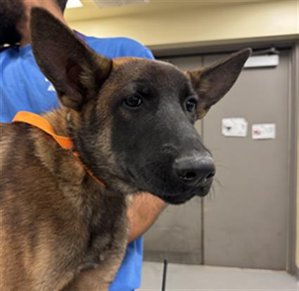 Shelter Stray Male Dog last seen Near BLOCK S MIRAMAR AVE, SAN JACINTO, CA, 581 S Grand Ave, San Jacinto, CA 92582, USA