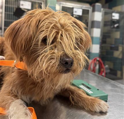 Shelter Stray Male Dog last seen Near BLOCK S MIRAMAR AVE, SAN JACINTO, CA, 581 S Grand Ave, San Jacinto, CA 92582, USA