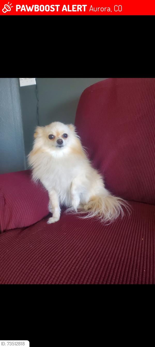 Lost Male Dog last seen Toledo y usula, Aurora, CO 80011