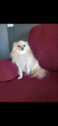 Lost Male Dog last seen Toledo y usula, Aurora, CO 80011