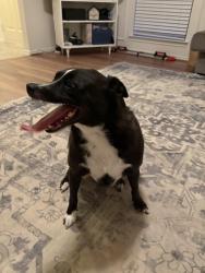 Found/Stray Male Dog last seen Blue Oak Drive, Lewisville, TX 75067