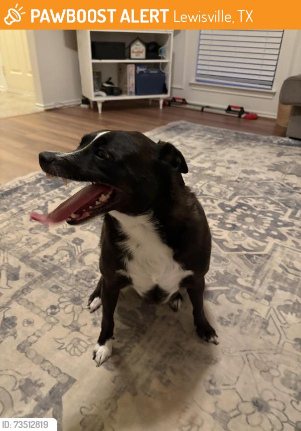 Found/Stray Male Dog last seen Blue Oak Drive, Lewisville, TX 75067