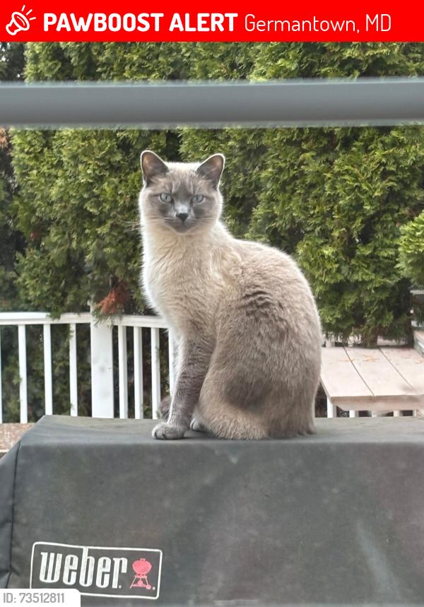 Lost Male Cat last seen Richter farm road, Germantown, MD 20874