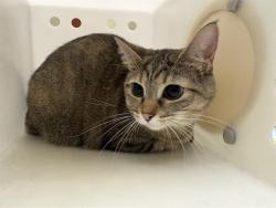 Shelter Stray Female Cat last seen Near BLOCK W MANGOLD AVE, 3839 W Burnham St, West Milwaukee, WI 53215, USA