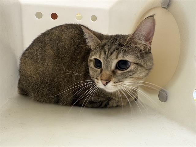 Shelter Stray Female Cat last seen Near BLOCK W MANGOLD AVE, 3839 W Burnham St, West Milwaukee, WI 53215, USA
