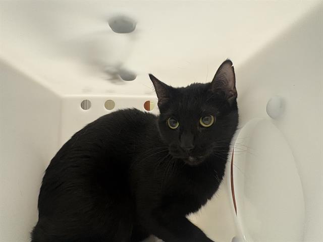 Shelter Stray Unknown Cat last seen Near BLOCK E TOWNSEND ST, 3839 W Burnham St, West Milwaukee, WI 53215, USA