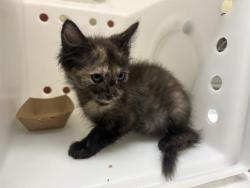 Shelter Stray Female Cat last seen Near BLOCK S 9TH PL, 3839 W Burnham St, West Milwaukee, WI 53215, USA