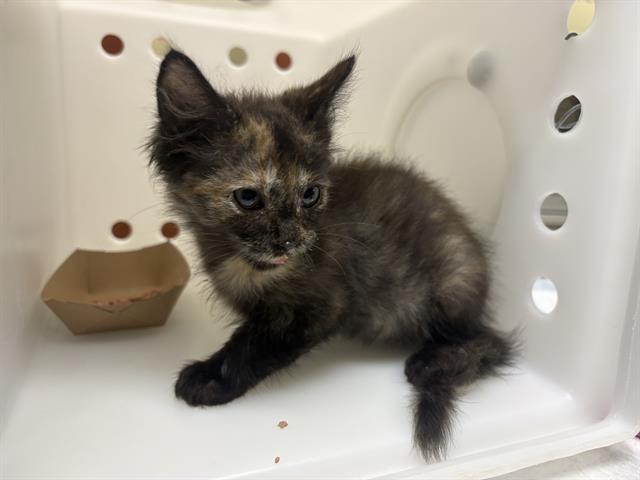 Shelter Stray Female Cat last seen Near BLOCK S 9TH PL, 3839 W Burnham St, West Milwaukee, WI 53215, USA