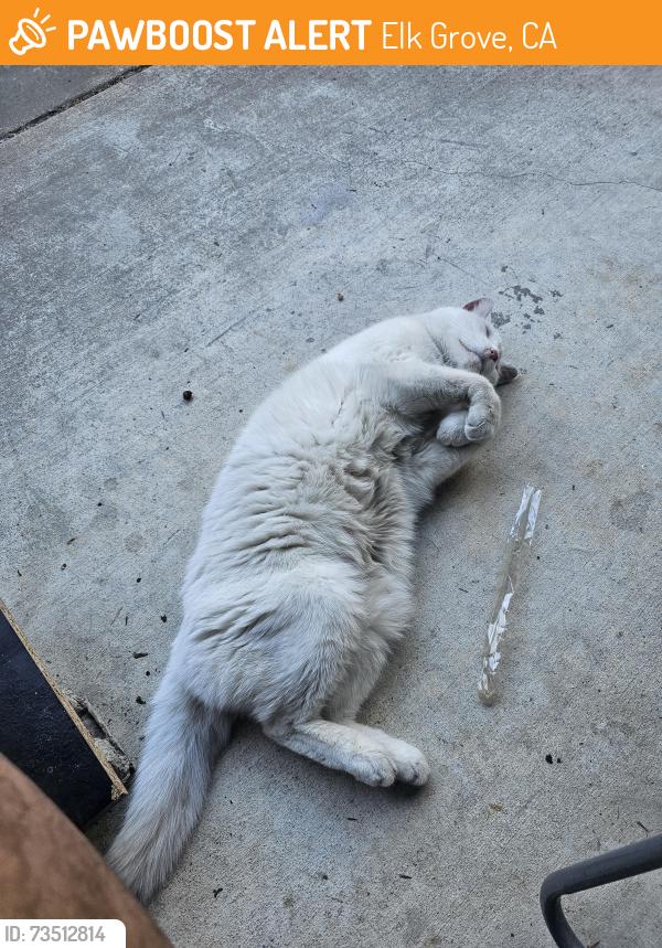 Found/Stray Female Cat last seen Laguna, Elk Grove, CA 95758