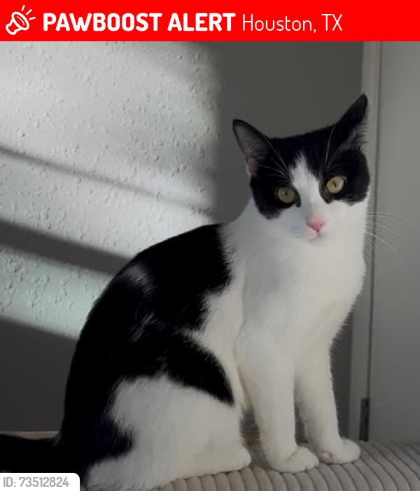 Lost Female Cat last seen Rousseau Dr, Houston, TX 77065