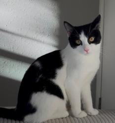 Lost Female Cat last seen Rousseau Dr, Houston, TX 77065