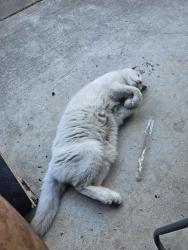 Found/Stray Female Cat last seen Laguna, Elk Grove, CA 95758
