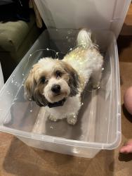 Reunited Male Dog last seen Alum Trail, Alpine Ln, Grey Eagle, MN 56336