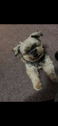 Lost Male Dog last seen San Mateo fire station, San Mateo, CA 94402