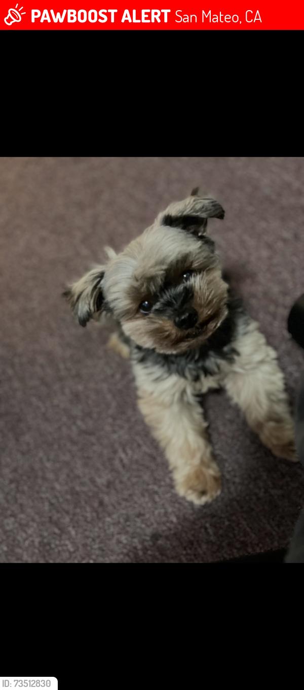 Lost Male Dog last seen San Mateo fire station, San Mateo, CA 94402
