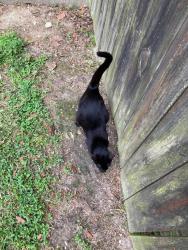 Lost Female Cat last seen Westminster/Pine Park, Baton Rouge, LA 70809