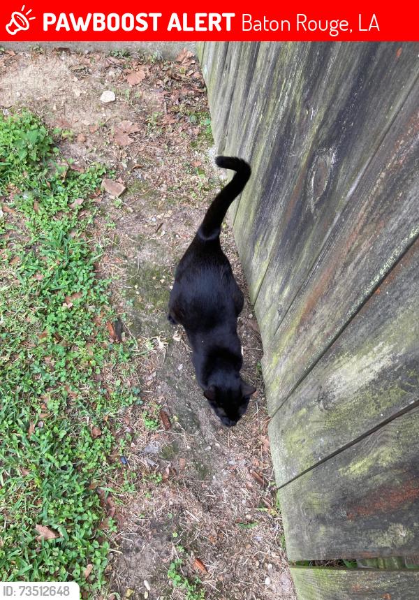 Lost Female Cat last seen Westminster/Pine Park, Baton Rouge, LA 70809