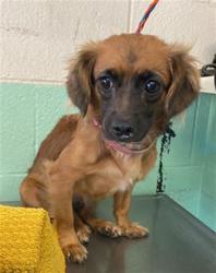 Shelter Stray Female Dog last seen W EL CAMINO AVE & NORTHGATE BLVD, 2127 Front St, Sacramento, CA 95818, USA