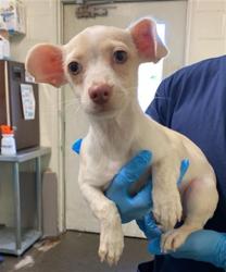 Shelter Stray Female Dog last seen RIVERSIDE BLVD & BROADWAY, 2127 Front St, Sacramento, CA 95818, USA